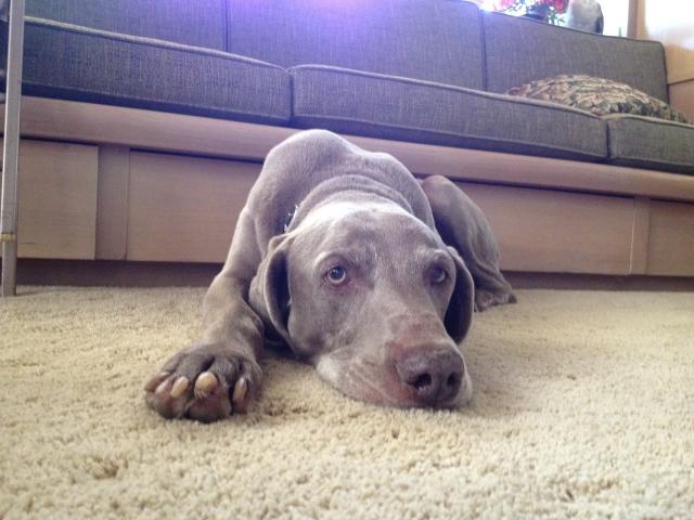 Charlie fr Fresno 2